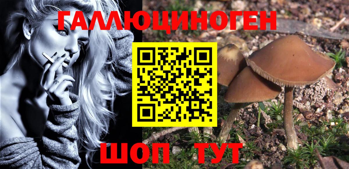 Галлюциногенные грибы Psilocybe  Вход с VPN  Большой Камень 